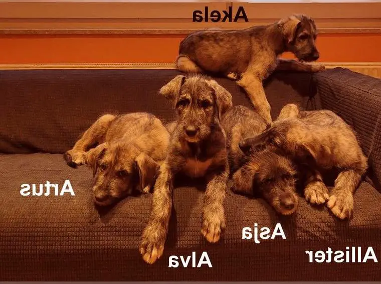 3 Irische Wolfshund Welpen