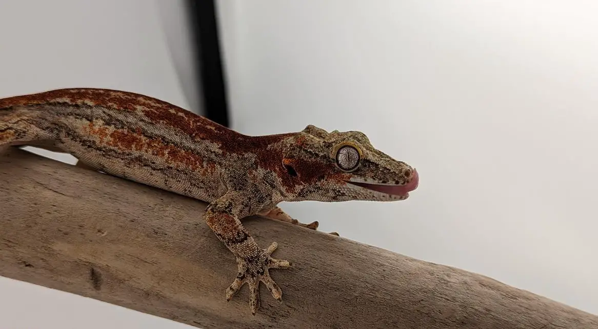 Rhacodactylus Auriculatus, Höckerkopfgecko zu verkaufen