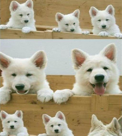 Weisse Schweizer Schäferhunde