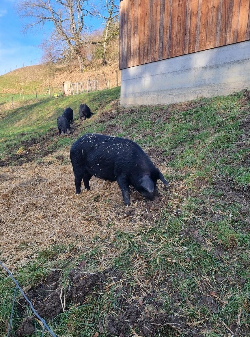 Alpenschwein Muttersau zu verkaufen