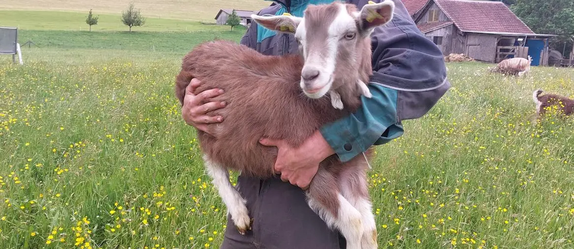 Junge Toggenburger Ziegen zu verkaufen