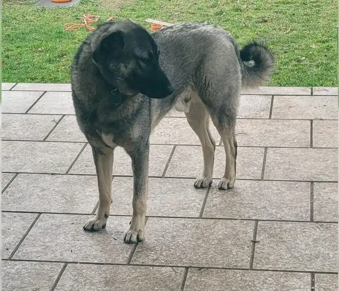 Kangal, Junghund, mit Papieren, Familienhund