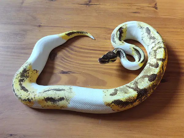 1.0 Enchi GeneX Fire Pied Breeder 900g