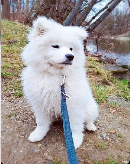 Samojeden Welpe/Selten und wunderschön