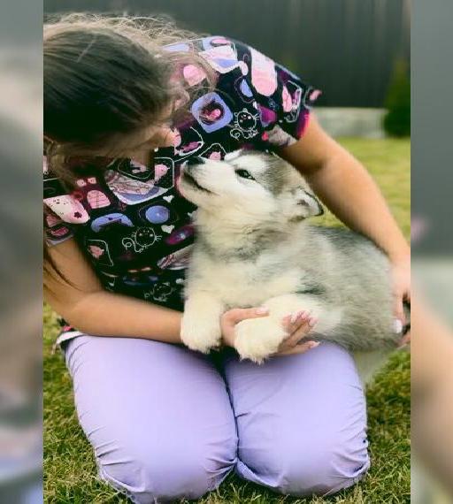 Ein Mädchen der Rasse Alaskan Malamute Mei ist auf der Suche nach ihrer Familie. mit allen Papieren.