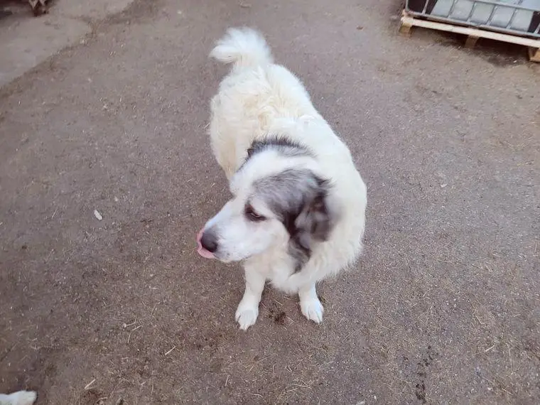 Pyrenäenberghund und Maremmen-Abruzzen- Schäferhund