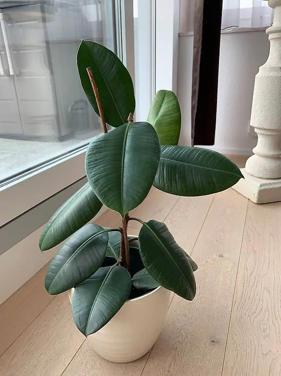 Ficus elastica - Gummibaum