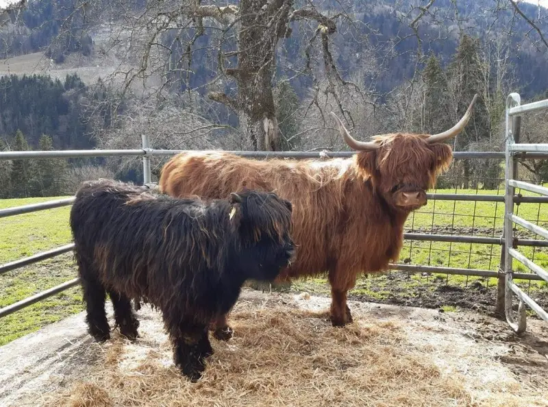 Hochlandrinder in allen Farben zu verkaufen