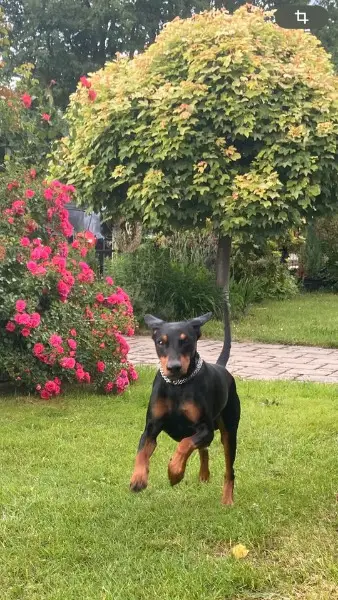 Reinrassiger Pinscher Rüde abzugeben