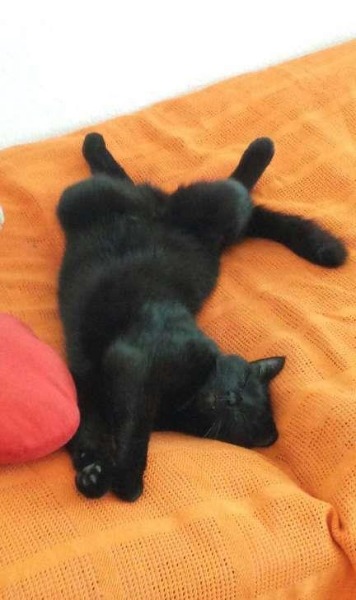 Mobile Kleintier- u. Katzenbetreuung im Raum Frauenfeld