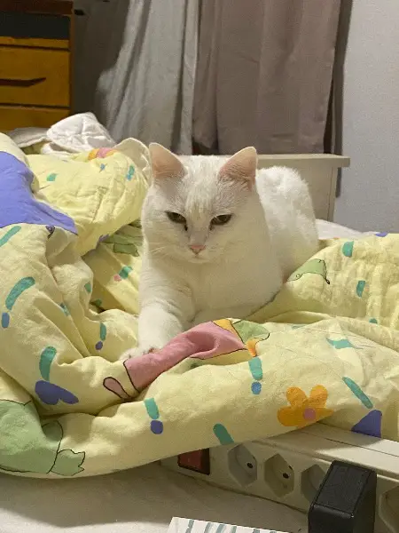 Verkaufe weisse Katze