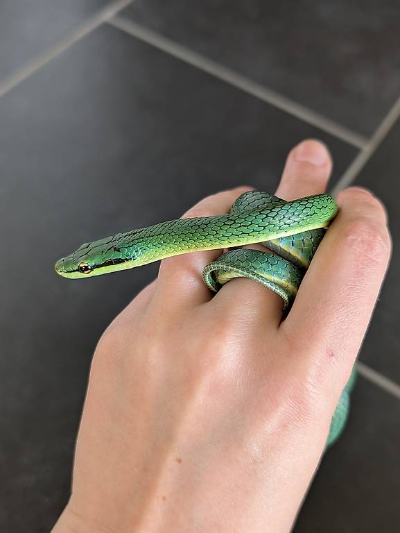 Zu verkaufen 1.0 Zügelnatter, (G. Frenatum )