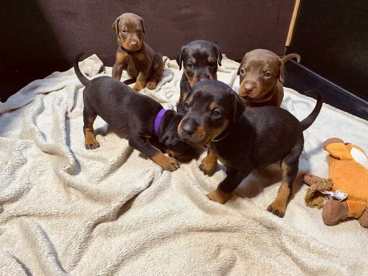 Dobermannwelpen