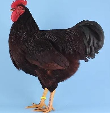 Junghennen Rhodeländer, Rhode-Island