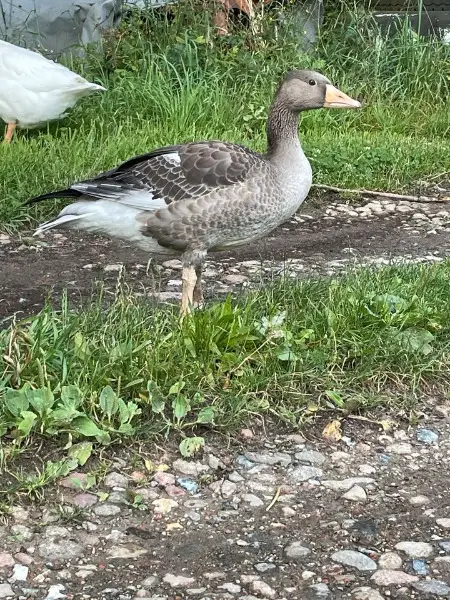 2 graue Gänse