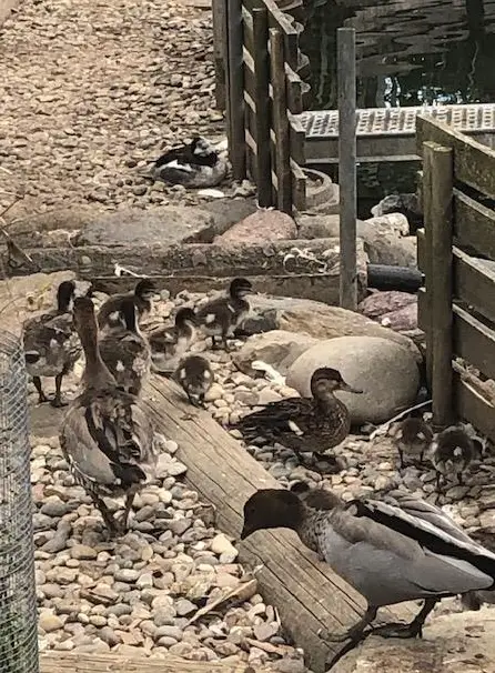 Mähnengänse abzugeben