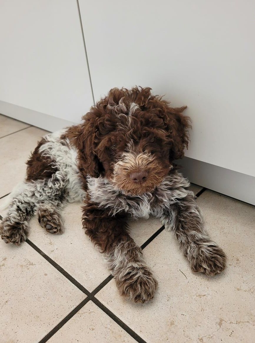 Lagotto Welpe, männlich sucht liebes Zuhause