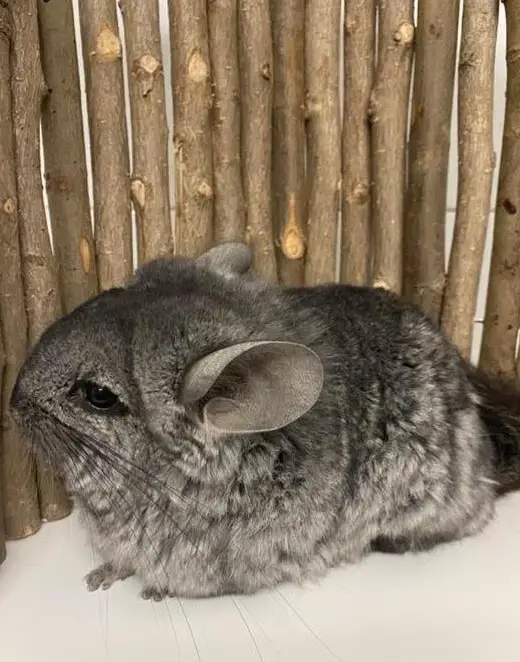Zahmes Chinchilla Paar sucht ein Zuhause