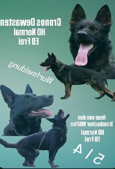 Deutsche Schäferhunde Welpen aus Kör und Leistungszucht