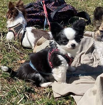 Chihuahua Welpe aus CH - Zucht, mit Stammbaum