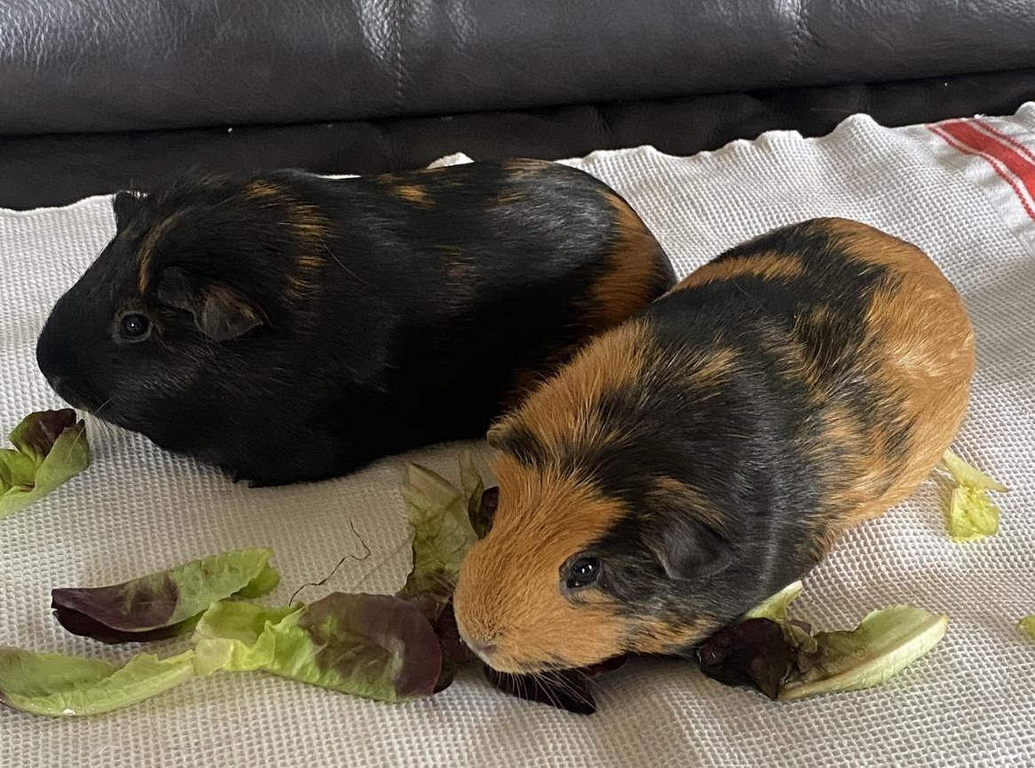 Meerschweinchen Paar m/w suchen ein Zuhause