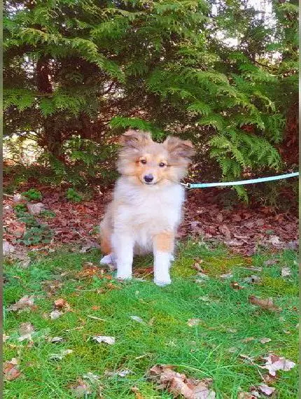 Sheltie Welpe mit Stammbaum sucht ein neues Zuhause