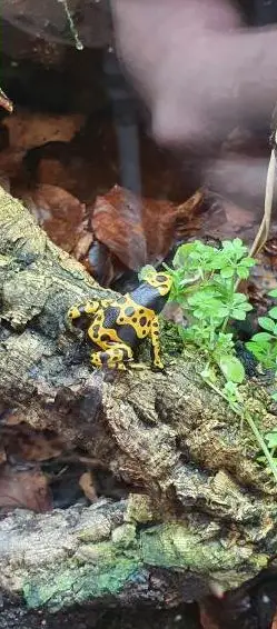 Verschiedene Frösche aus eigener CHNZ abzugeben