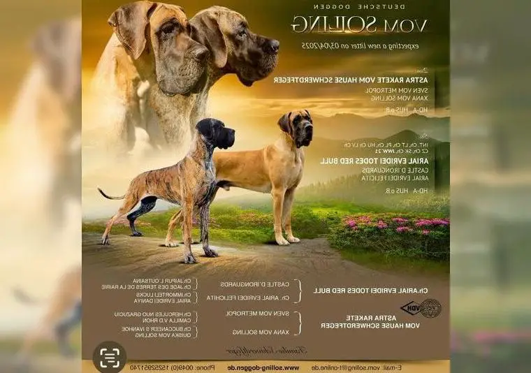 Deutsche Doggenwelpen