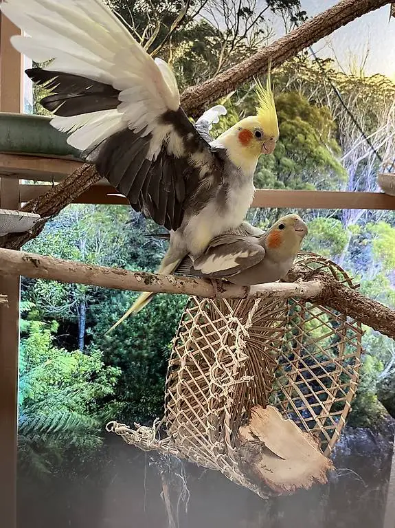 Handzahme Nymphensittiche