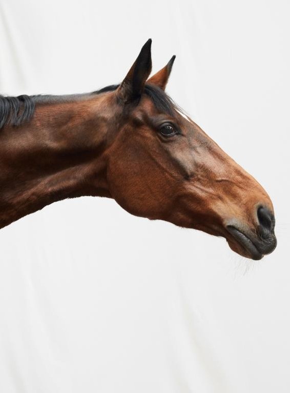 Fotografin bietet Pferdefotografie in der Natur