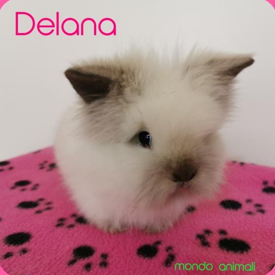 Zwergkaninchen Löwenkopf, Farbzwerg, Teddy, Minilop