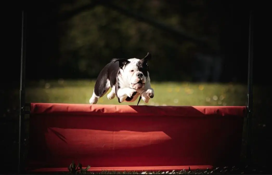 Tierpflegerin EFZ gesucht für Tierferienheim