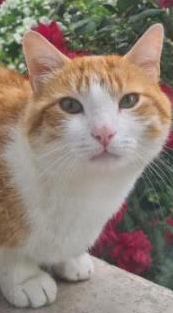 Kater Ghadanfar 5j. sucht neues Zuhause mit Freigang durchs Törli