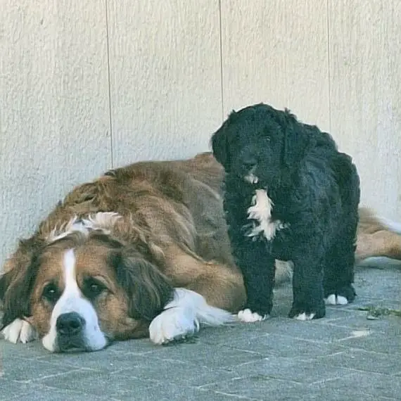 Bernhardiner/Sennen Dudel