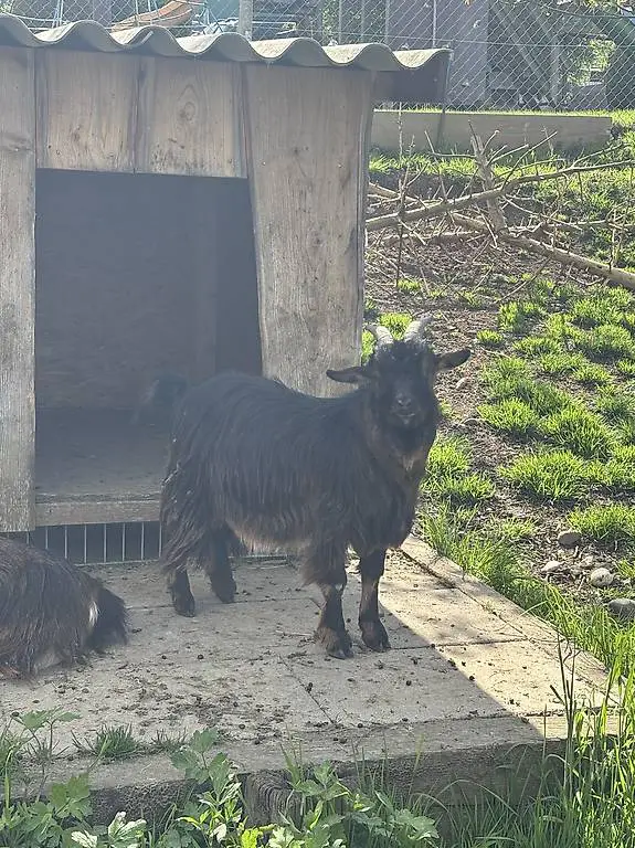 Zwergziege Böckli kastriert