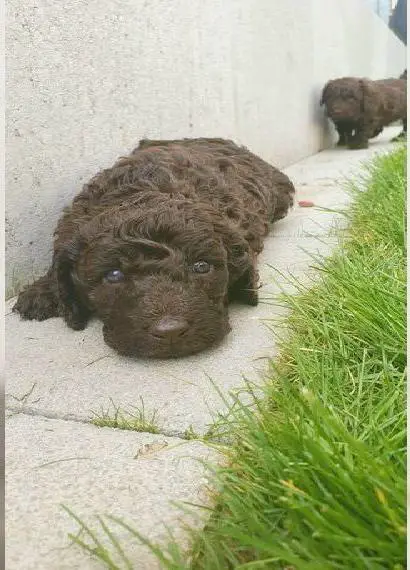 Labradoodle Welpen *Königspudel / Pudel / Labrador* braun und braun-weiss
