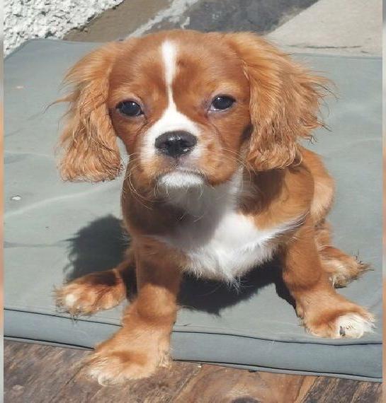 Cavalier King Charles Welpen