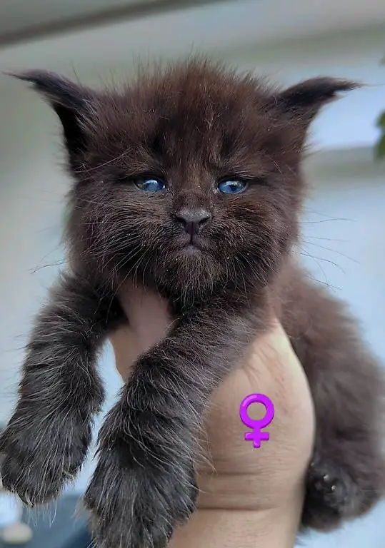 Maine Coon Kitten mit Stammbaum