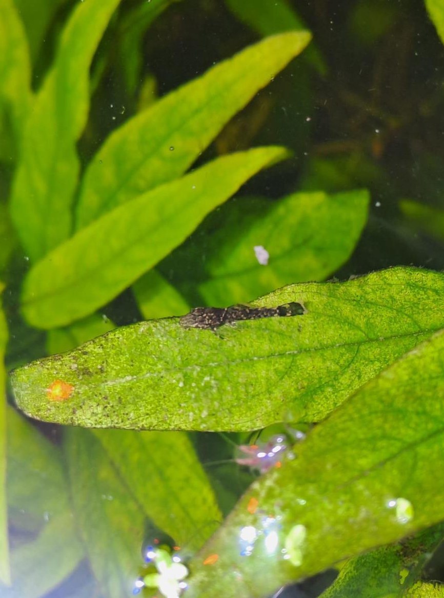 Antennenwelse Jungtiere abzugeben