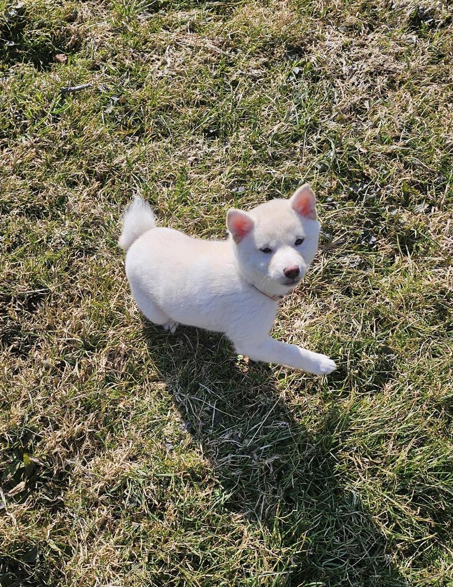 Junge Shiba Inu Hündin sucht schönes Zuhause