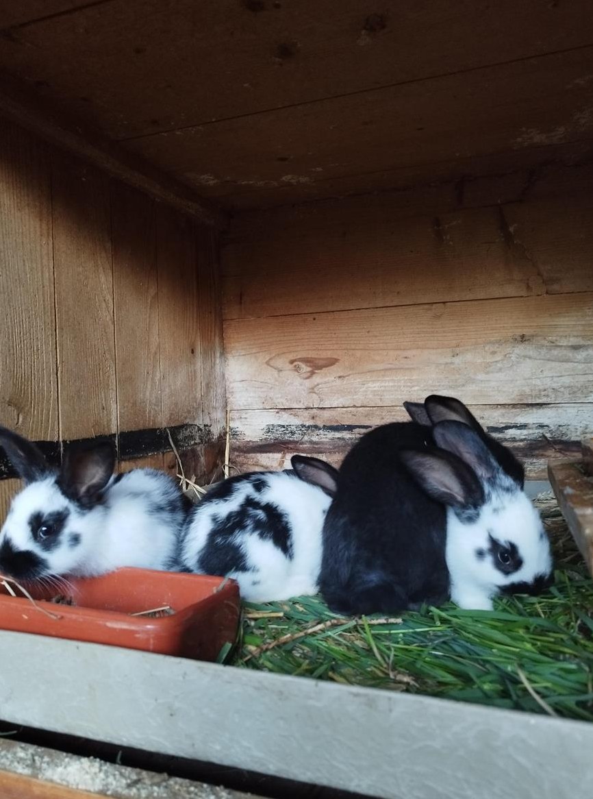 Schweizer Schecken Kaninchen zu verkaufen