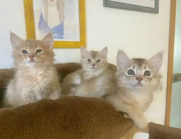 Somali Kitten in silber