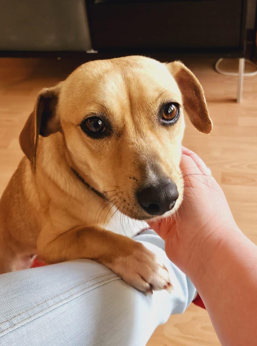 Hündin Kenny ein Herz aus Gold sucht ihr Zuhause