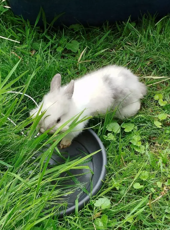 Löwenkopf Zwergkaninchen w/m aus Hobbyzucht