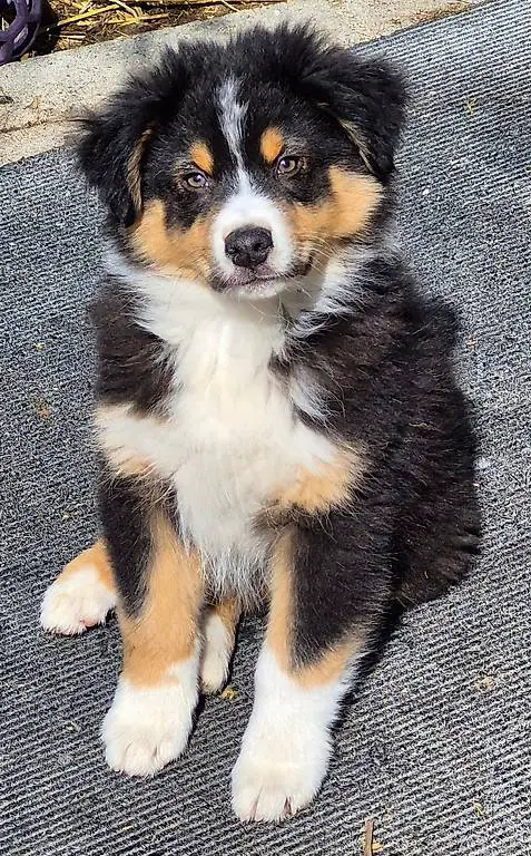 Australian Shephard-Welpen an gute Lebensplätze zu platziere