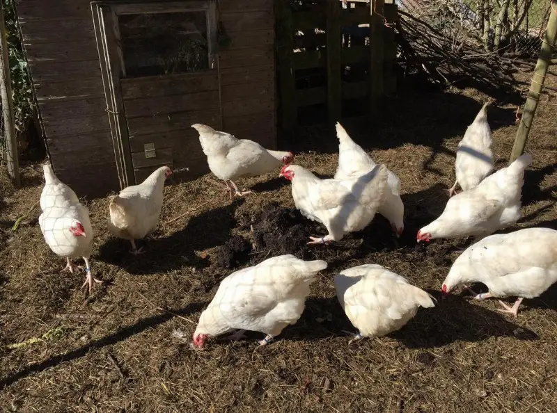 Junghennen der Schweizerhuhn Hühnerrasse