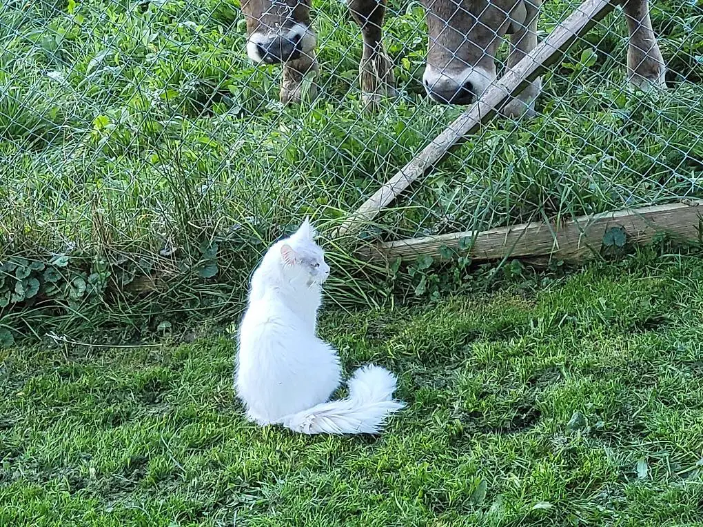 Zaun-Elektrozaun-Schutzzaun