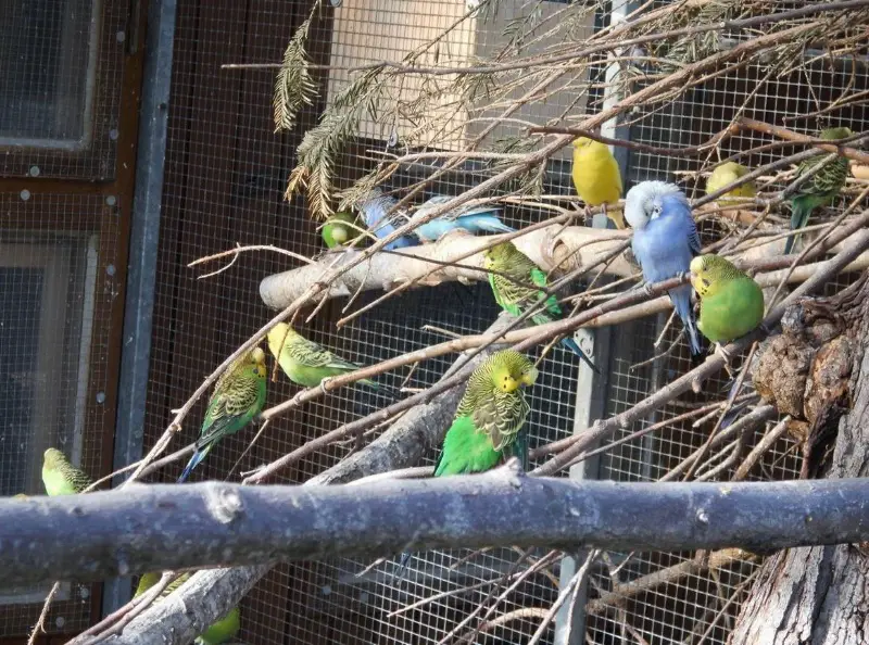 Junge Wellensittiche beringt in diversen Farben