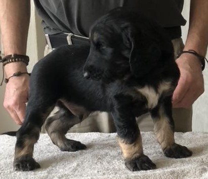 Afghanischer Windhund Welpen aus SKG/FCI anerkannter Zuchtstätte