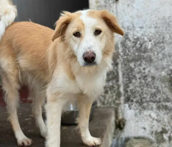 Cinti: Mischlingshündin ca. 4 Jahre z.zt. in Griechenland